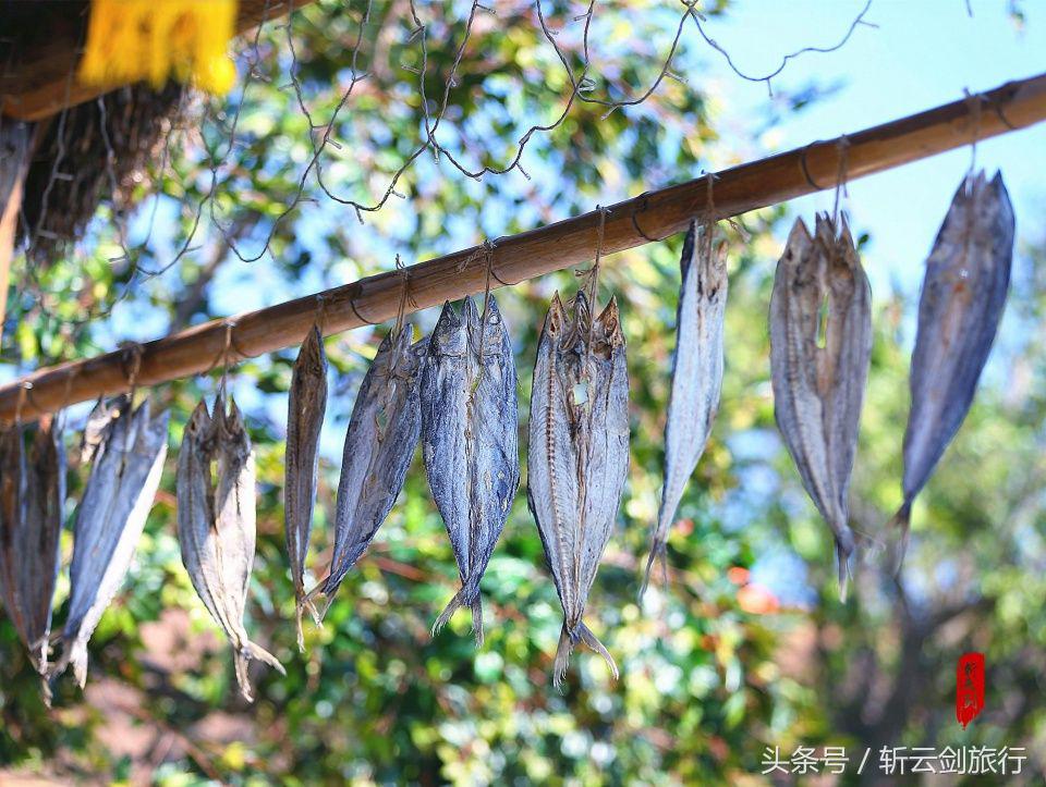 荣成烟墩角天鹅拍摄机位,世界最大天鹅