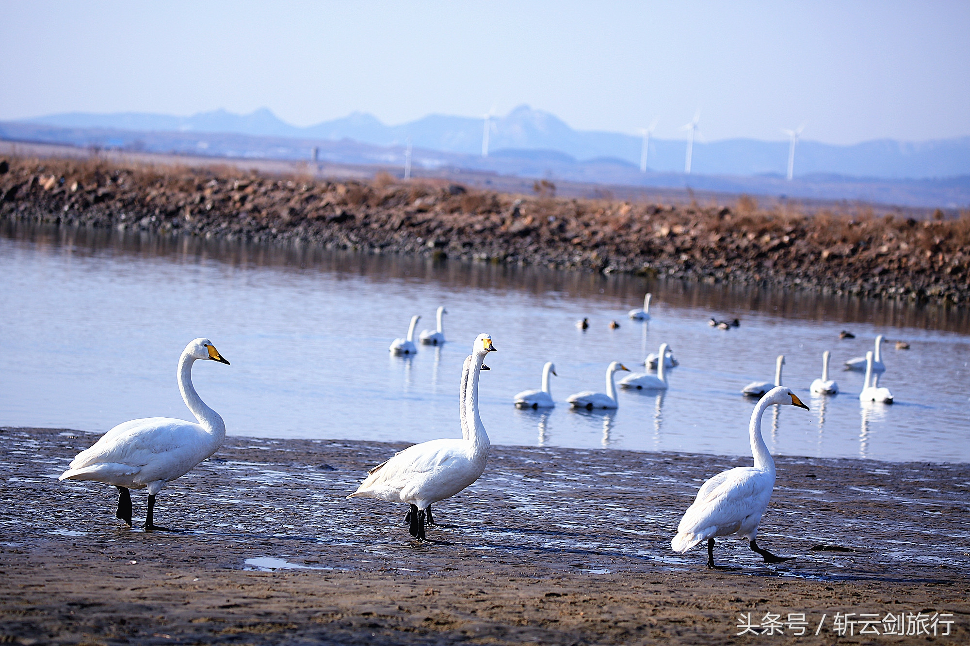 荣成烟墩角天鹅拍摄机位,世界最大天鹅