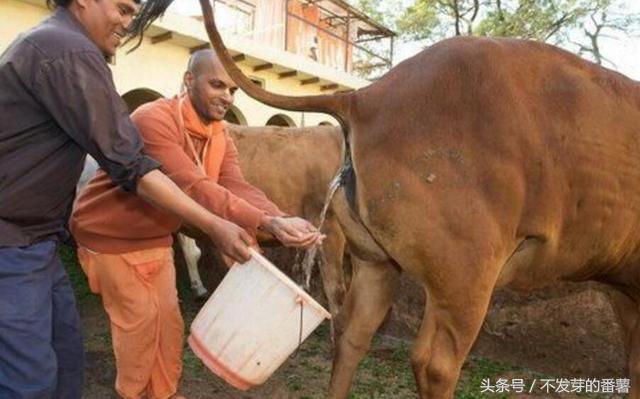 印度路上的牛是哪来的,印度牛满大街