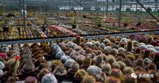 国外的多肉竟然是这个样子的,北京多肉大棚哪个大些好看