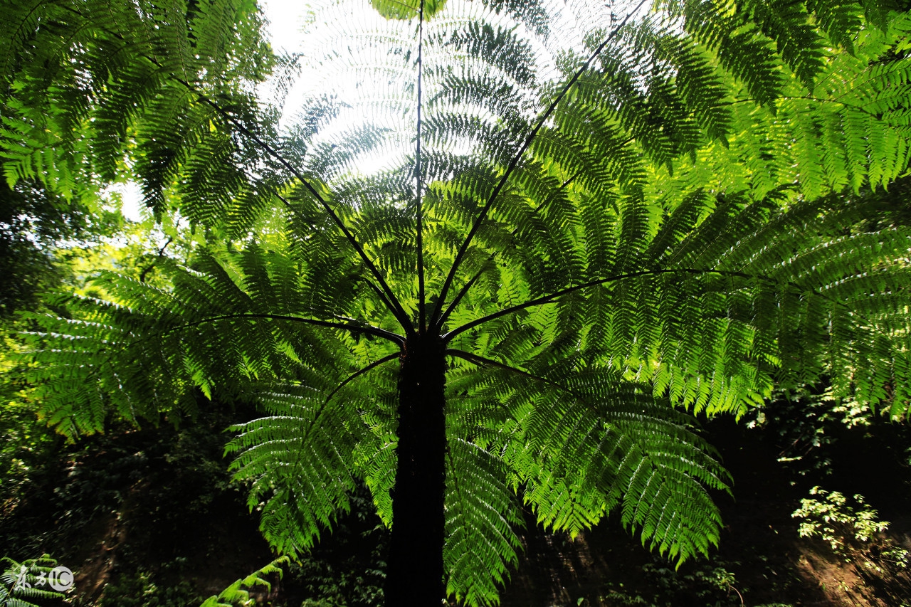 宽容分两种伪宽容和真宽容,宽容是谅解忍耐是蛰伏