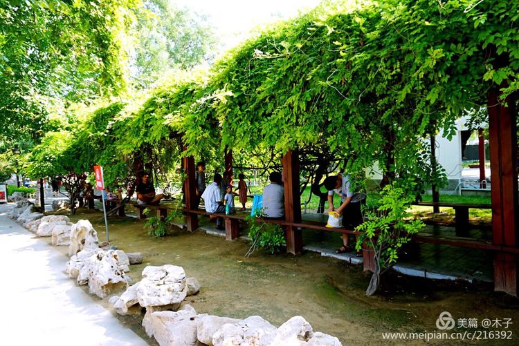 一花一叶总关情,一辆单车游古城,美哉正定!