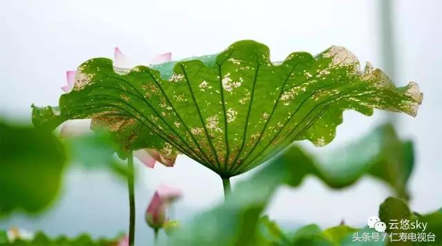 池上秋又来,荷花半成子,仁寿最美秋日荷塘