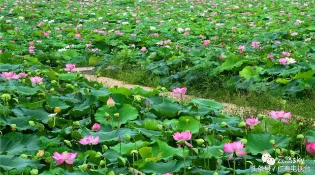 池上秋又来,荷花半成子,仁寿最美秋日荷塘