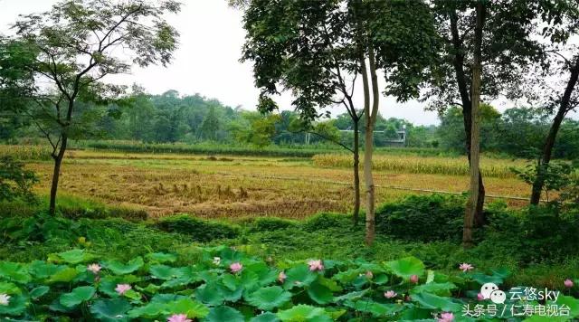 池上秋又来,荷花半成子,仁寿最美秋日荷塘