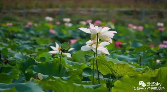 池上秋又来,荷花半成子,仁寿最美秋日荷塘
