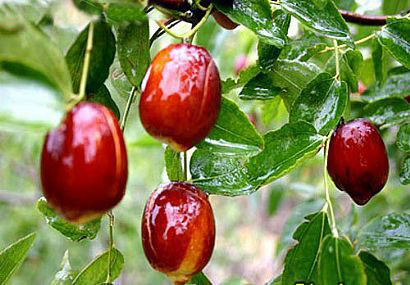 适合在湖南种植的枣子品种有哪些,我国枣树最多的地方