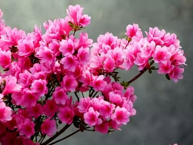 亚洲每个国家的国花是什么,世界各国国花的资料