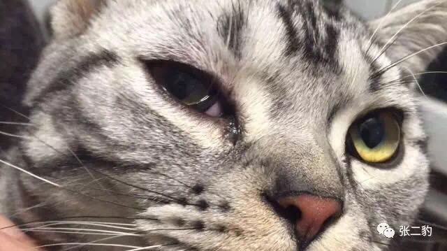 猫天生就不乱拉屎吗,猫天生就不吃鱼