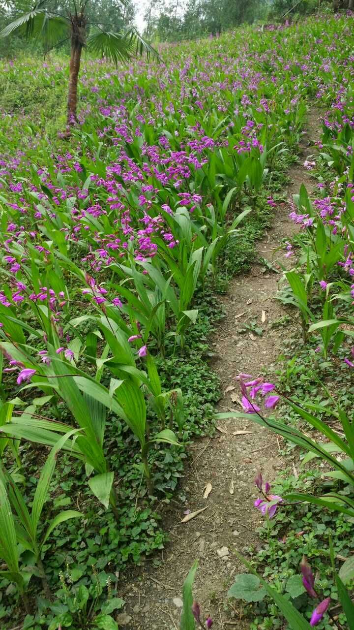 中药白芨明年行情,今年中药白芨市场已饱和了吗