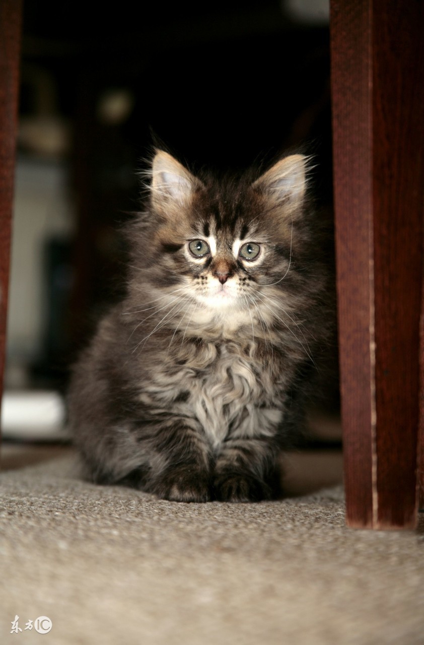 每日一猫全集播放,每日一猫完整版