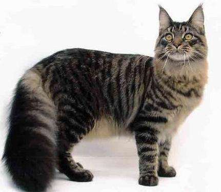 每日一猫全集播放,每日一猫完整版