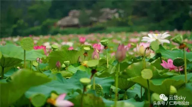 池上秋又来,荷花半成子,仁寿最美秋日荷塘