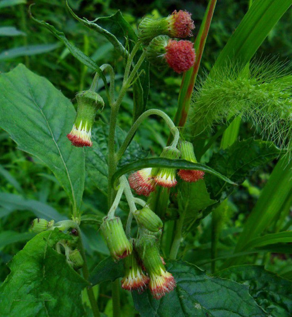 农村常见野草名称及作用,农村常见的野草及功效
