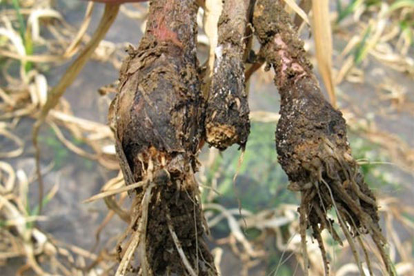 哪些植物易产生根腐病,植物根腐怎么治疗