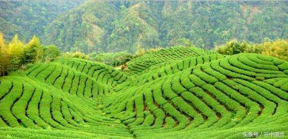 推荐一款台湾高山茶,最正宗原装进口的台湾高山茶