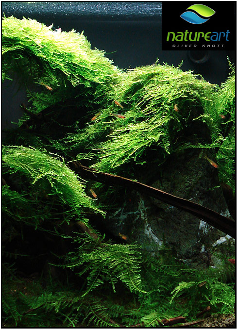 ada水草1.5米缸造景教程,oliverknott是什么