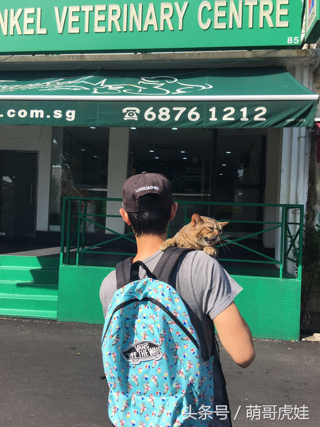 主人带大型犬狗去打针,给家里十几只猫打疫苗