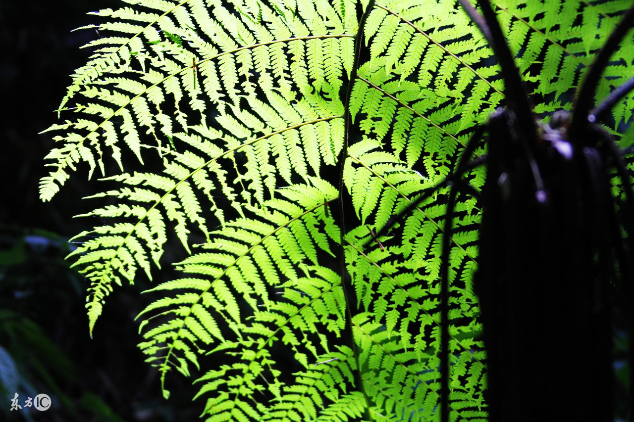 宽容分两种伪宽容和真宽容,宽容是谅解忍耐是蛰伏