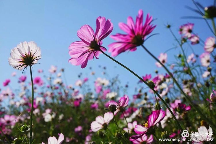 一花一叶总关情,一辆单车游古城,美哉正定!