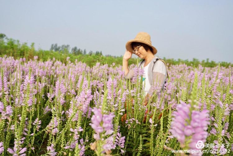 一花一叶总关情,一辆单车游古城,美哉正定!
