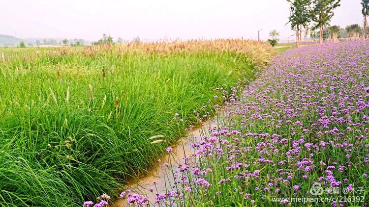 一花一叶总关情,一辆单车游古城,美哉正定!