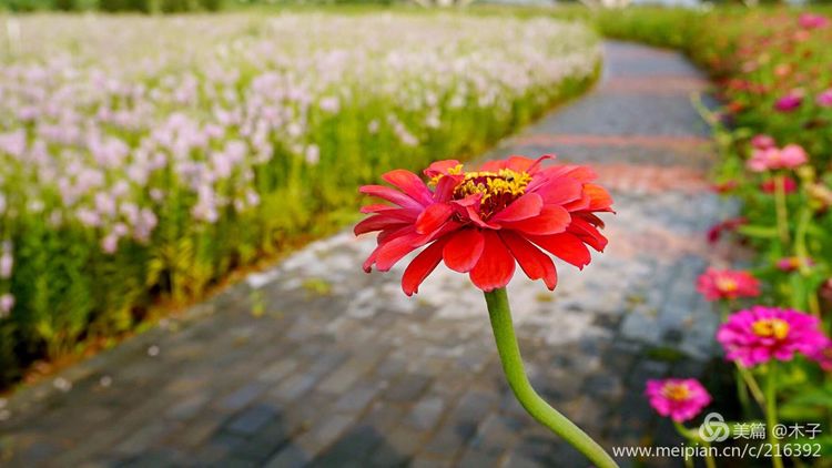 一花一叶总关情,一辆单车游古城,美哉正定!