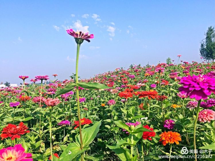 一花一叶总关情,一辆单车游古城,美哉正定!