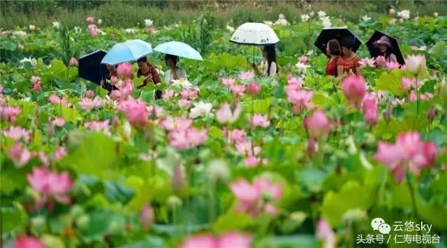 池上秋又来,荷花半成子,仁寿最美秋日荷塘