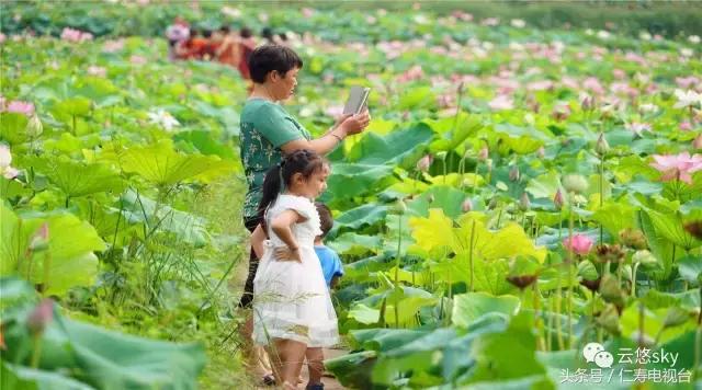 池上秋又来,荷花半成子,仁寿最美秋日荷塘