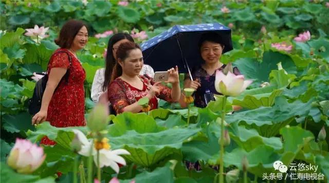 池上秋又来,荷花半成子,仁寿最美秋日荷塘
