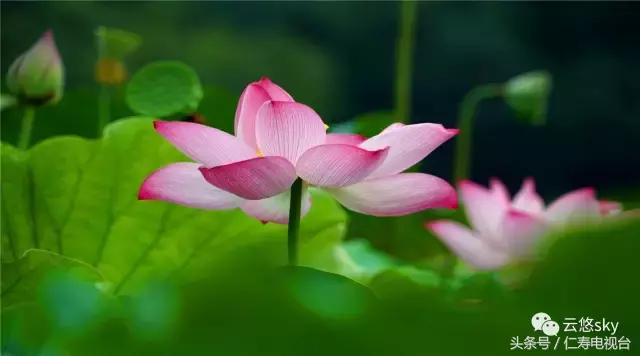 池上秋又来,荷花半成子,仁寿最美秋日荷塘