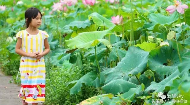 池上秋又来,荷花半成子,仁寿最美秋日荷塘