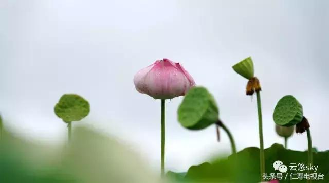 池上秋又来,荷花半成子,仁寿最美秋日荷塘