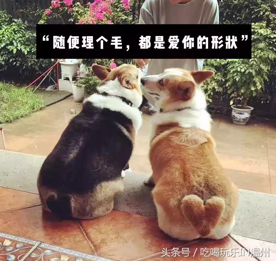 爱狗如命的女孩是什么心理,爱狗如命的女主角