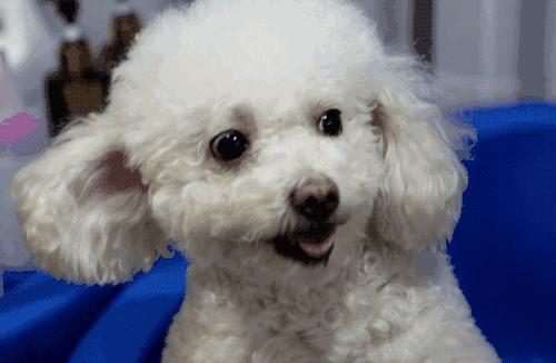 爱狗如命的女孩是什么心理,爱狗如命的女主角