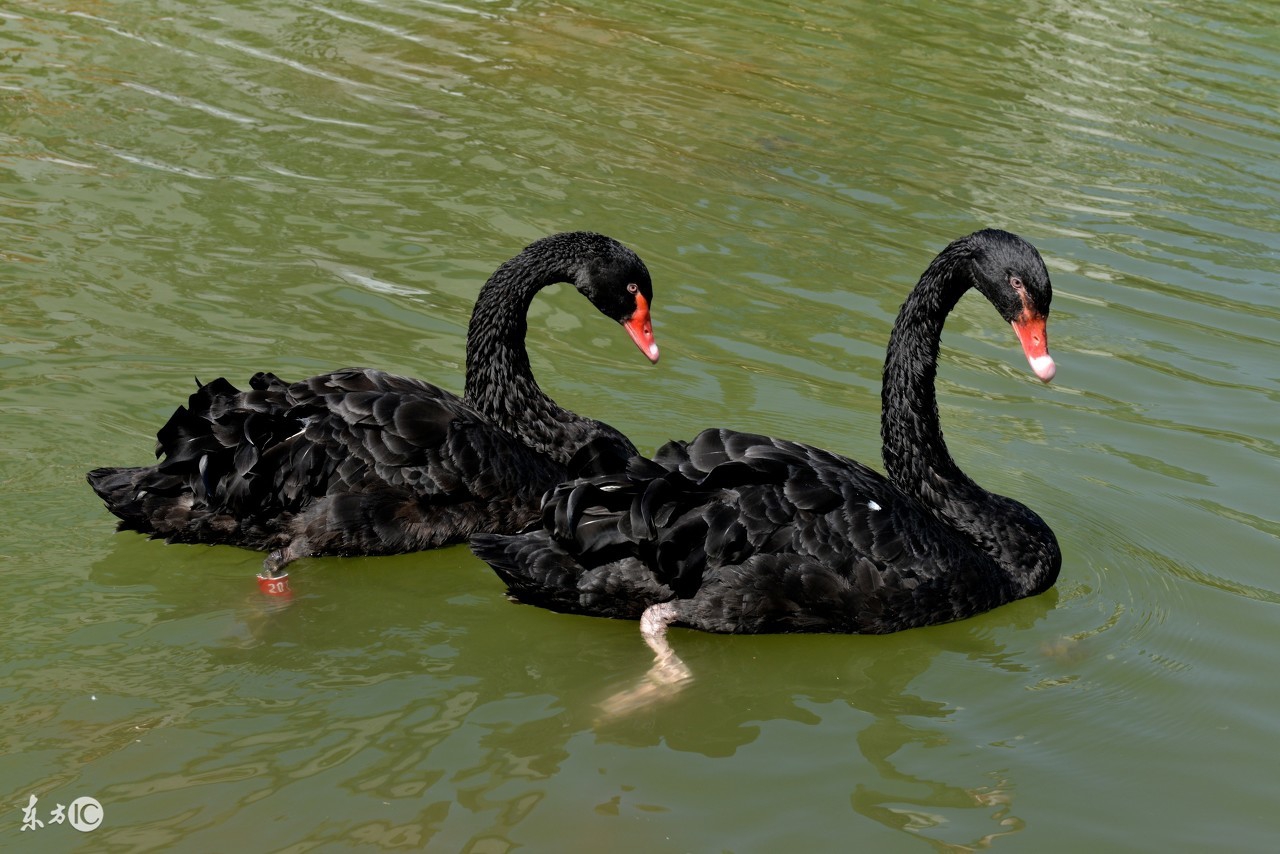 微商十大赚钱的行当,微商创富5个套路