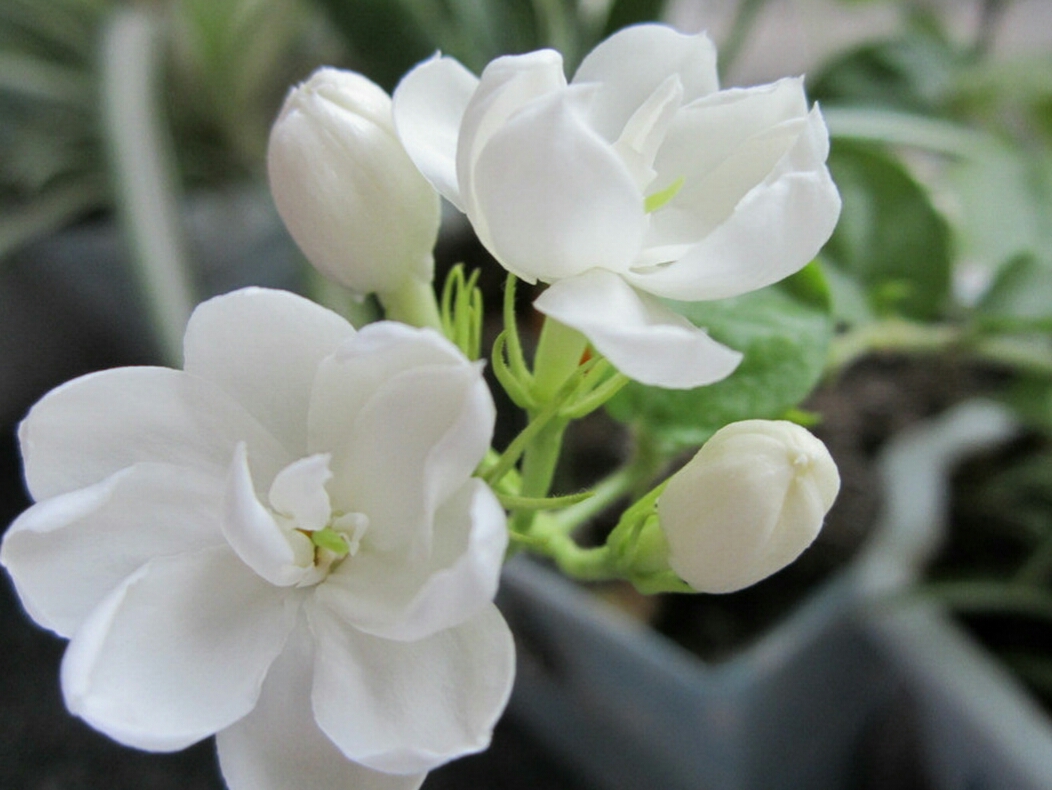 亚洲每个国家的国花是什么,世界各国国花的资料