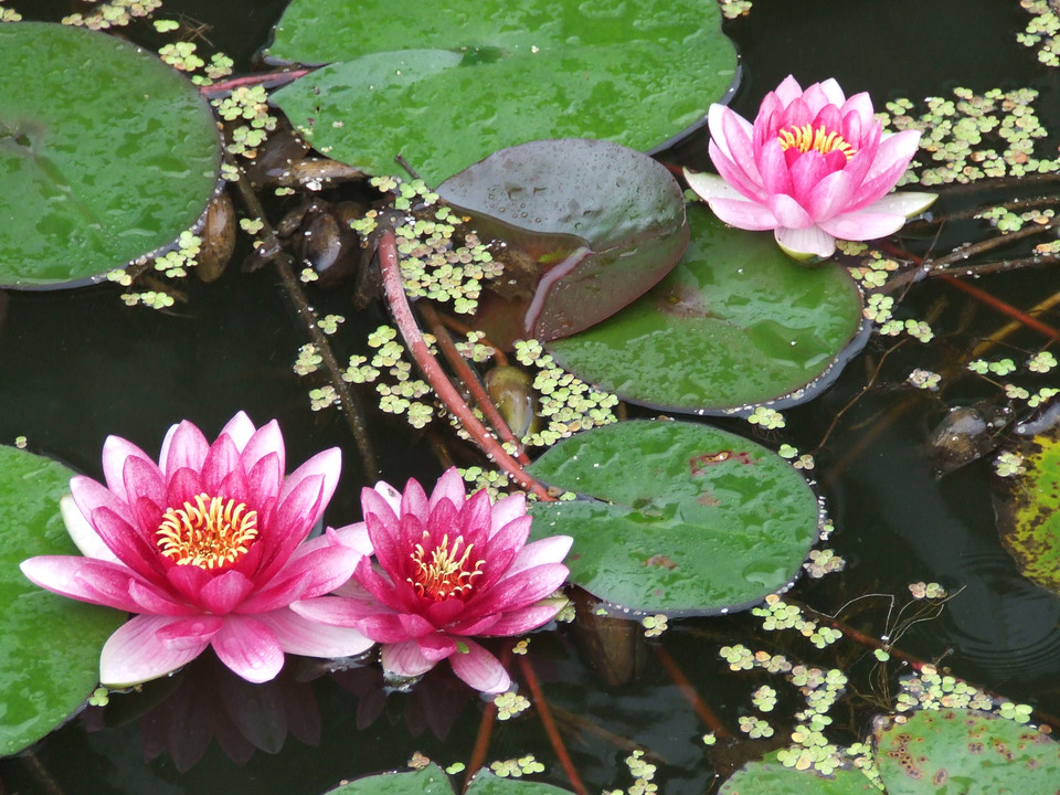 亚洲每个国家的国花是什么,世界各国国花的资料