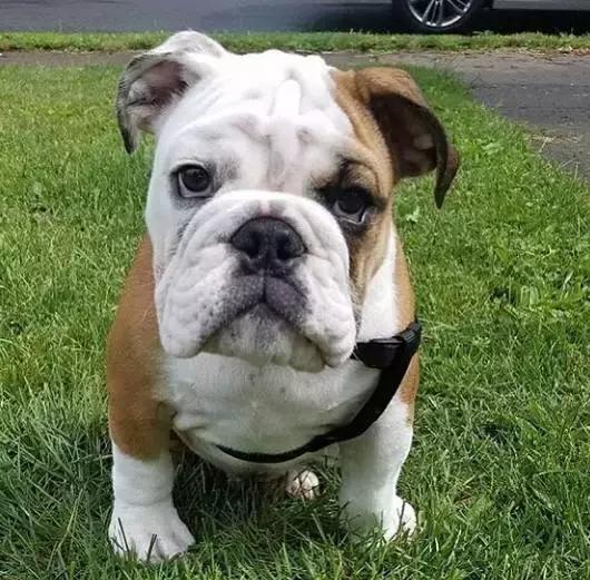 斗牛犬饲养知识,斗牛犬生产注意事项