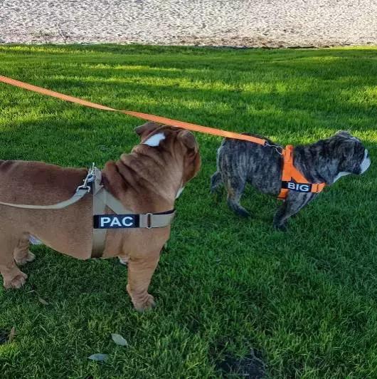 斗牛犬饲养知识,斗牛犬生产注意事项