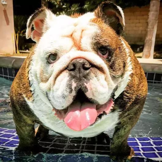 斗牛犬饲养知识,斗牛犬生产注意事项