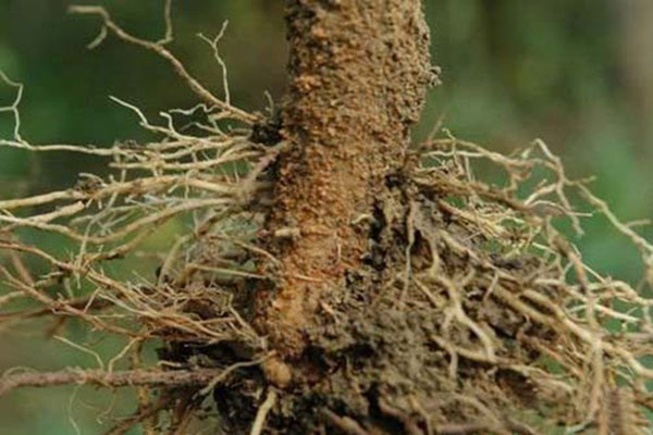 哪些植物易产生根腐病,植物根腐怎么治疗