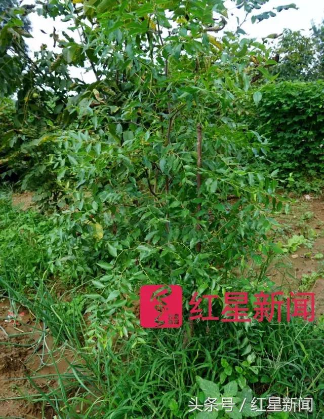 真相调查:文玩核桃再步玛卡后尘?从几万元一对到5元没人要?