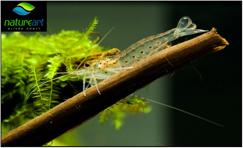 ada水草1.5米缸造景教程,oliverknott是什么