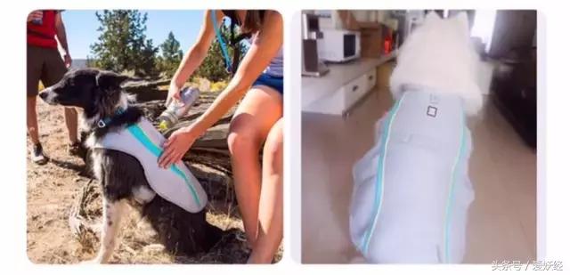 Todayis七夕，这盆狗粮爱妖经替你验过，放心吃吧