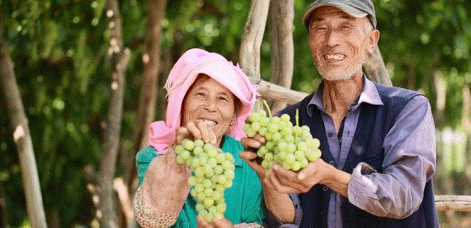 青铜峡大青葡萄采摘节,青铜峡大青葡萄