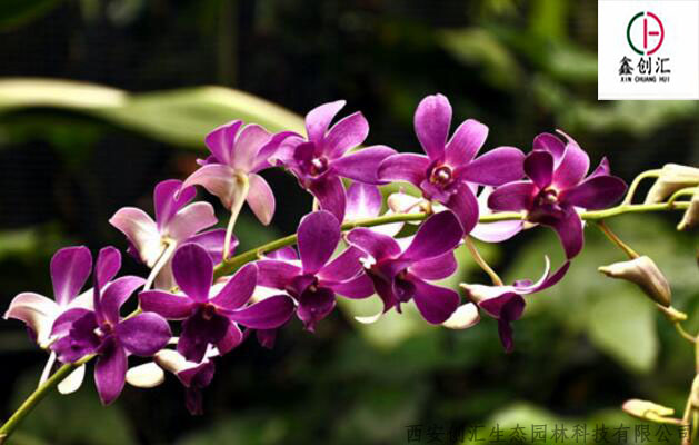 世界各国国花图片及名称集锦,盘点各国的国花你绝对不知道