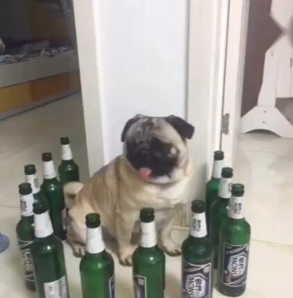 狗狗被啤酒瓶围住，开始犯傻了，真是懵了！
