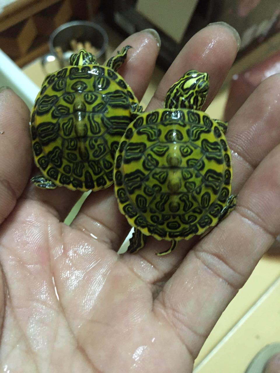 怎样的火焰龟才算精品火焰龟,火焰龟长大了真的能喷火吗